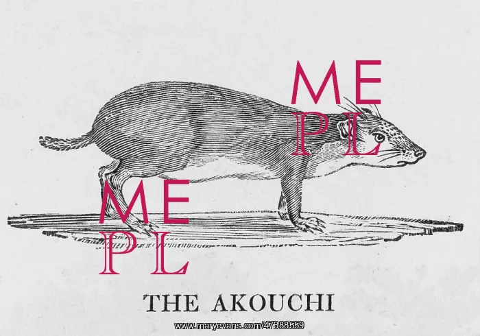  : AKOUCHI (BEWICK)