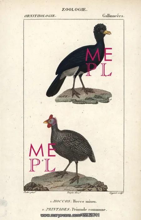 : Alagoas curassow, Mitu mitu (extinct in the : Alagoas curassow, Mitu mitu (extinct in the
