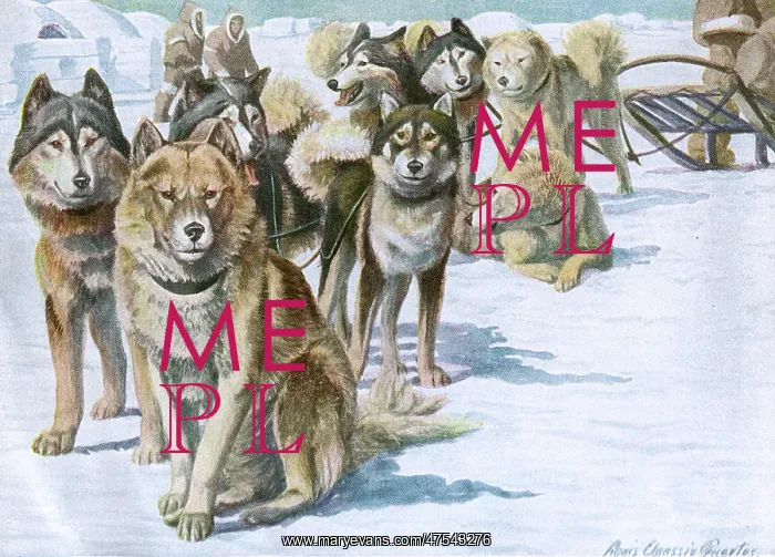 : Alaskan Eskimo Dogs : Alaskan Eskimo Dogs