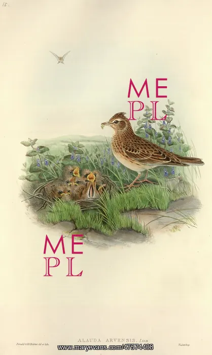 : Alauda arvensis, Eurasian skylark : Alauda arvensis, Eurasian skylark