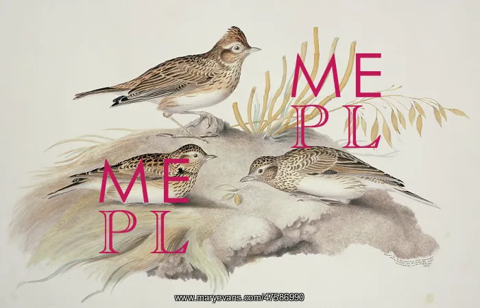 : Alauda arvensis, Eurasian skylark : Alauda arvensis, Eurasian skylark