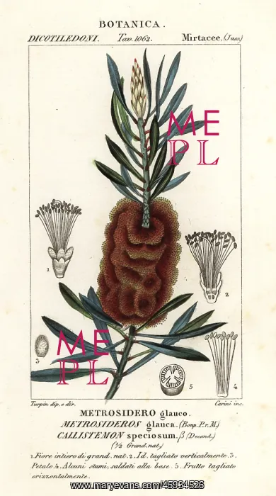 : Albany bottlebrush, Callistemon speciosus : Albany bottlebrush, Callistemon speciosus