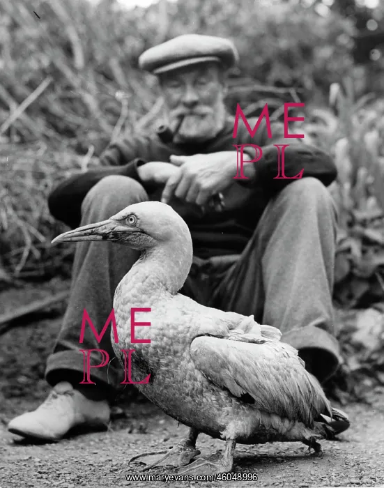  : Albatross. Mr. J. Howard with his albatross Bill
