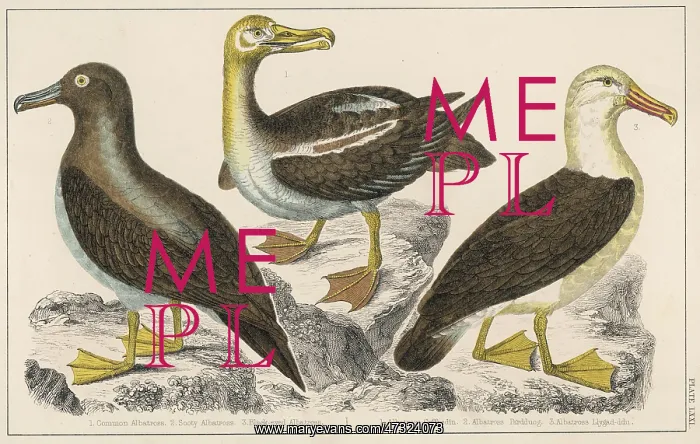 : ALBATROSS. Three varieties of albatross (diomedeidae) ; no 3 is the black-eyed : ALBATROSS. Three varieties of albatross (diomedeidae) ; no 3 is the black-eyed