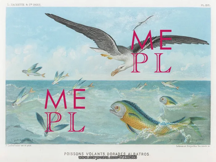 : ALBATROSS / FISH : ALBATROSS / FISH