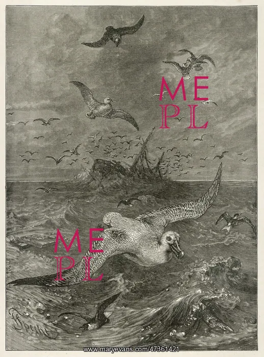 : ALBATROSS IN STORM : ALBATROSS IN STORM
