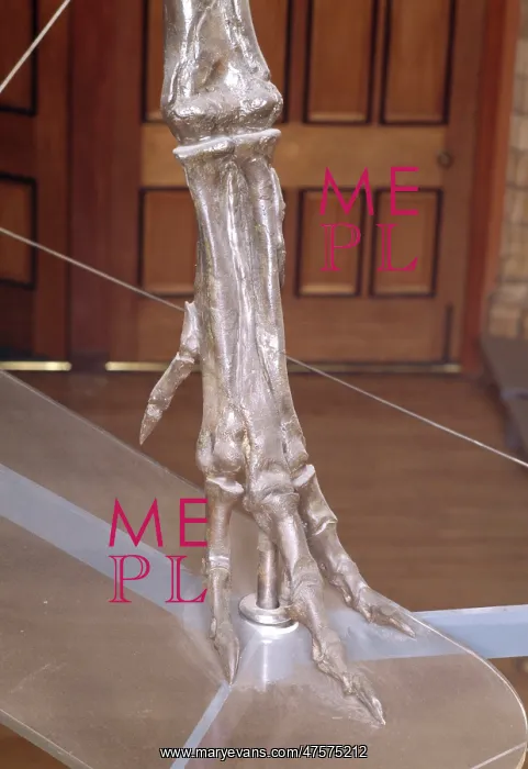 : Albertosaurus metatarsals : Albertosaurus metatarsals