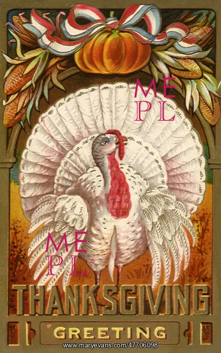  : Albino Turkey