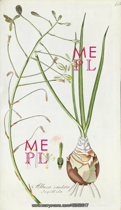 : Albuca caudata : Albuca caudata