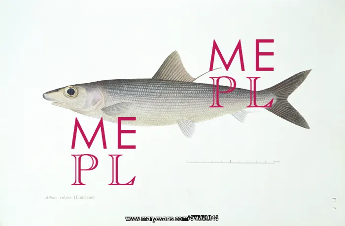  : Albula vulpes, bonefish