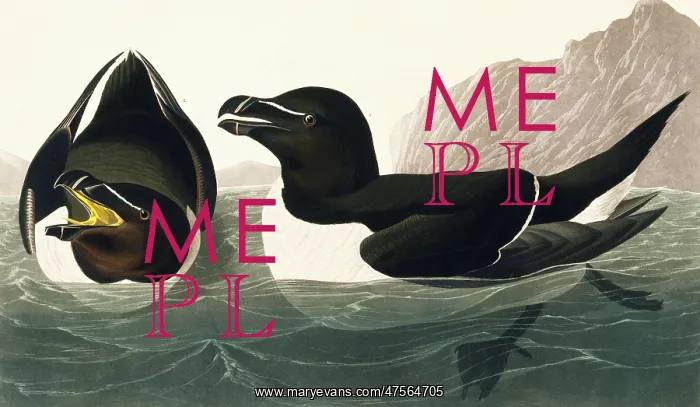: Alca torda, razorbill : Alca torda, razorbill