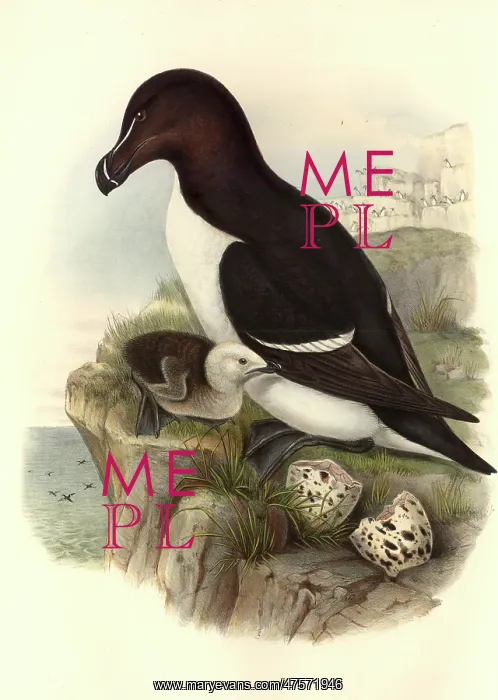 : Alca torda, razorbill : Alca torda, razorbill