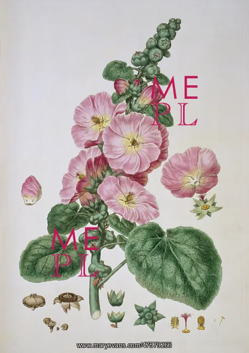 : Alcea rosea, hollyhock : Alcea rosea, hollyhock