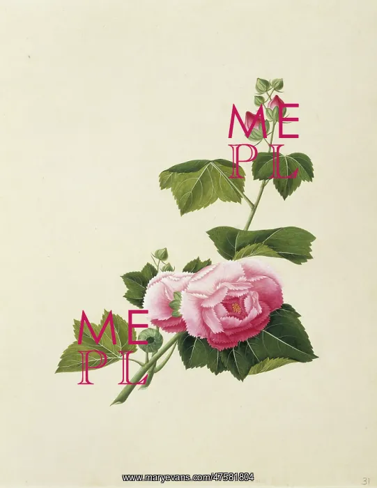 : Alcea rosea, hollyhock : Alcea rosea, hollyhock