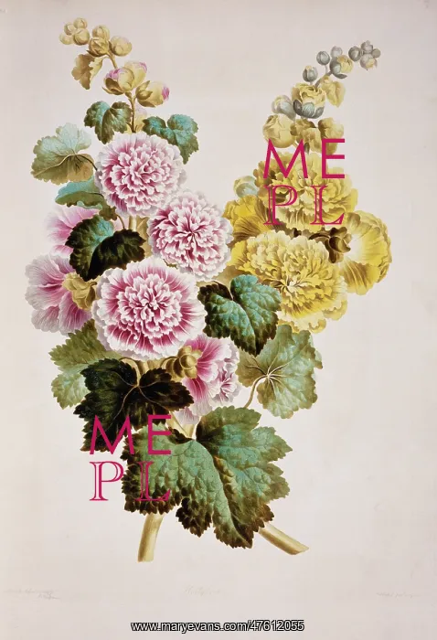 : Alcea rosea, hollyhock : Alcea rosea, hollyhock