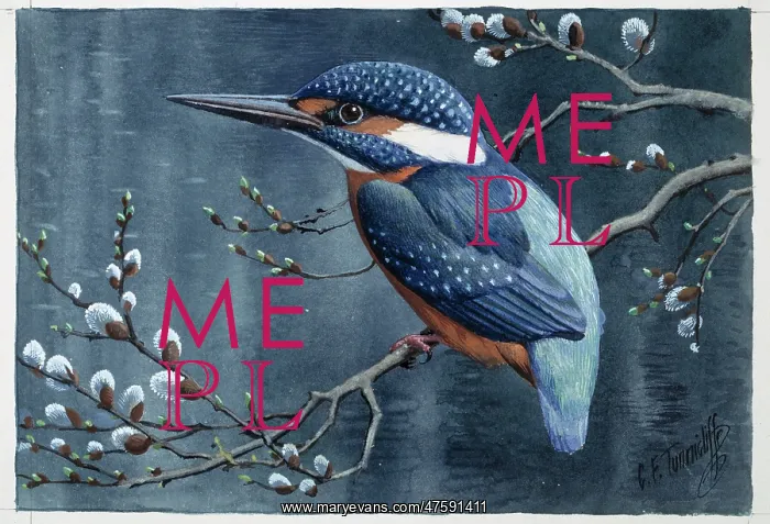 : Alcedo athhis, common kingfisher : Alcedo athhis, common kingfisher