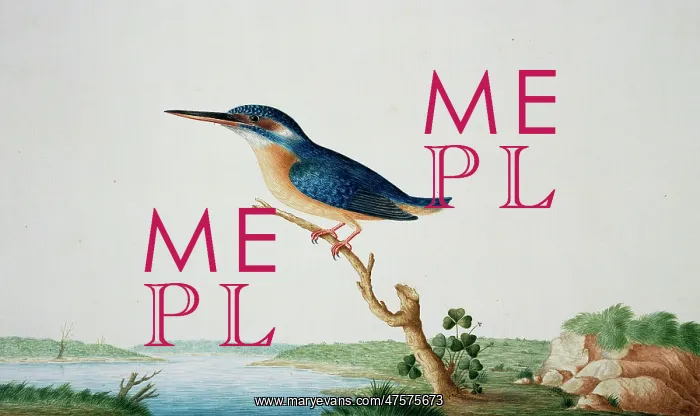 : Alcedo atthis bengalensis, common kingfisher : Alcedo atthis bengalensis, common kingfisher