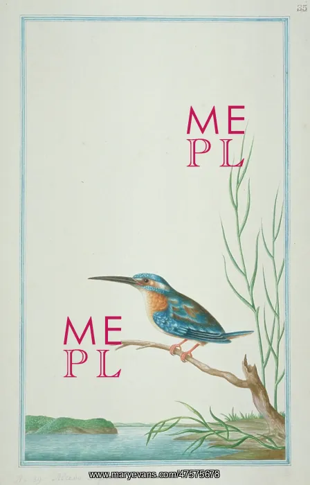: Alcedo atthis bengalensis, common kingfisher : Alcedo atthis bengalensis, common kingfisher