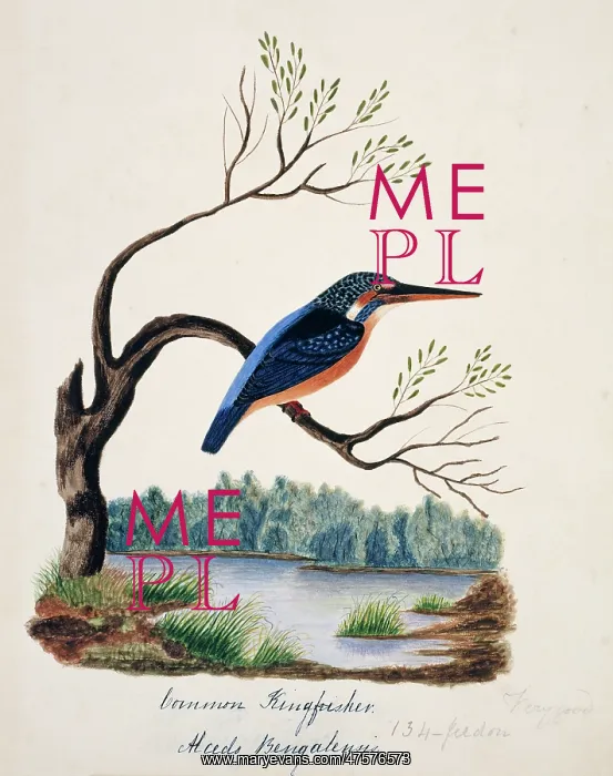 : Alcedo atthis bengalensis, common kingfisher : Alcedo atthis bengalensis, common kingfisher