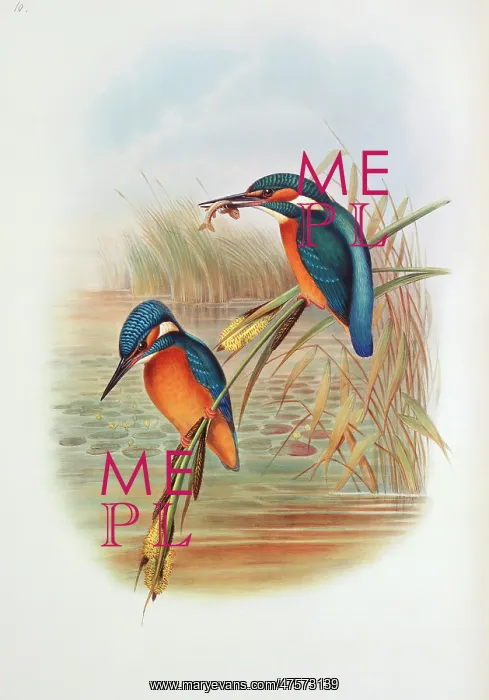 : Alcedo atthis, common kingfisher : Alcedo atthis, common kingfisher