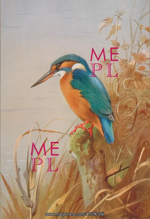 : Alcedo atthis, common kingfisher : Alcedo atthis, common kingfisher
