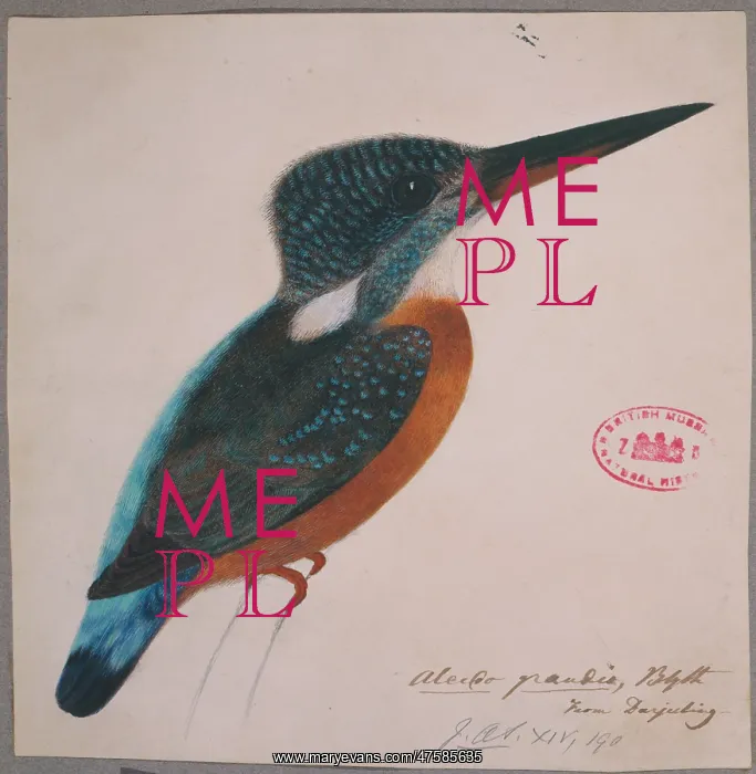 : Alcedo hercules, great blue kingfisher : Alcedo hercules, great blue kingfisher