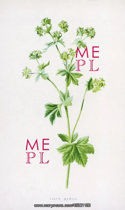  : ALCHEMILLA VULGARIS