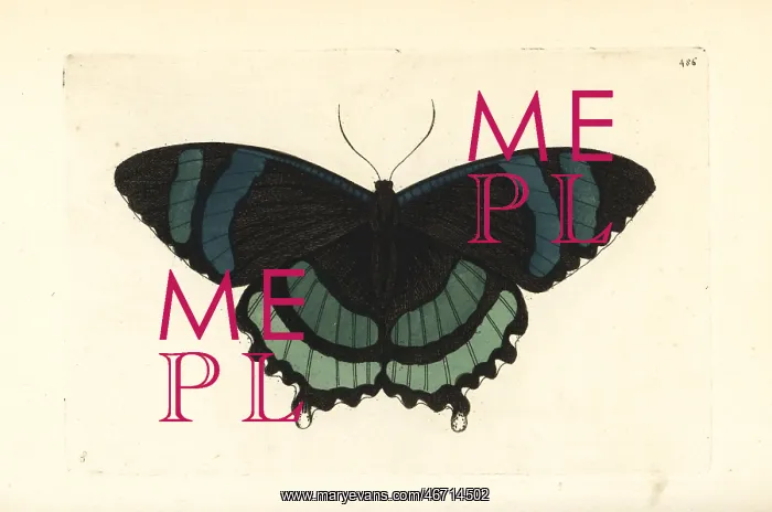 : Alcides orontes moth : Alcides orontes moth