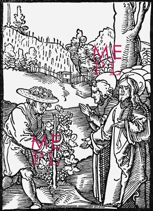 : alcohol, wine, production, culture of the grapevine : alcohol, wine, production, culture of the grapevine