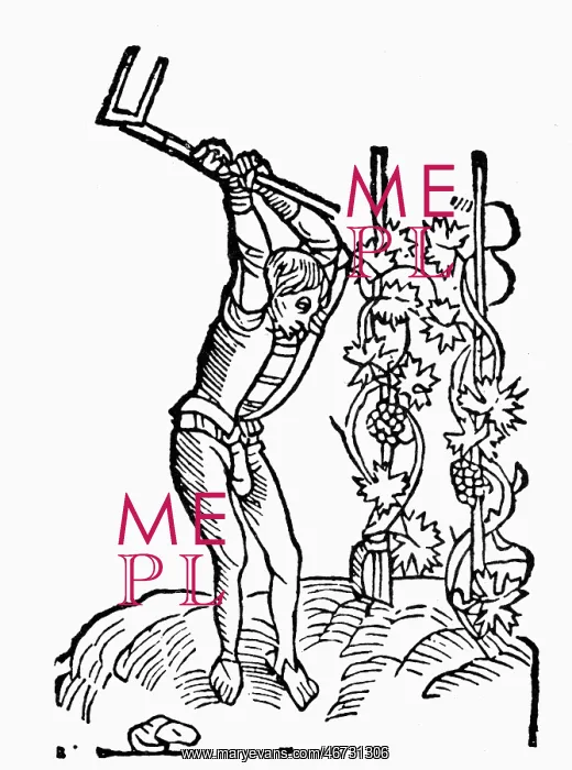 : alcohol, wine, production, curlture of the grapevine : alcohol, wine, production, curlture of the grapevine