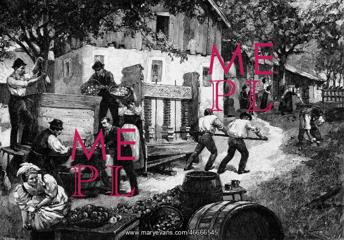 : alcohol, wine, production, pressurage of apples : alcohol, wine, production, pressurage of apples