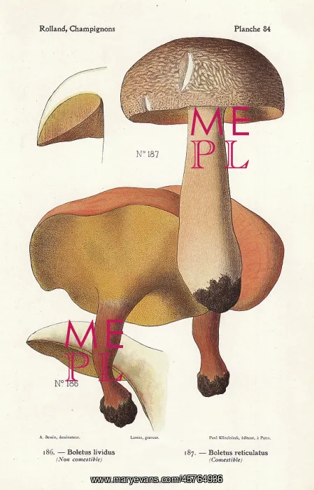 : Alder bolete and summer cap : Alder bolete and summer cap