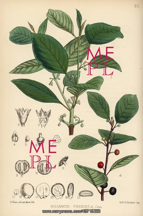 : Alder buckthorn, Frangula alnus : Alder buckthorn, Frangula alnus