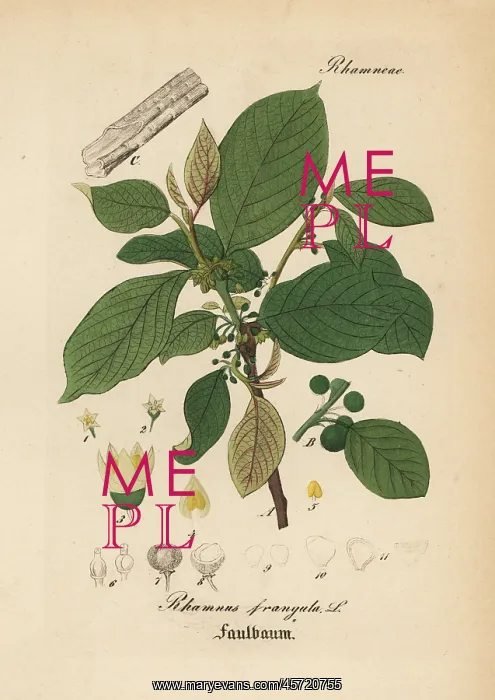 : Alder buckthorn, Frangula alnus : Alder buckthorn, Frangula alnus