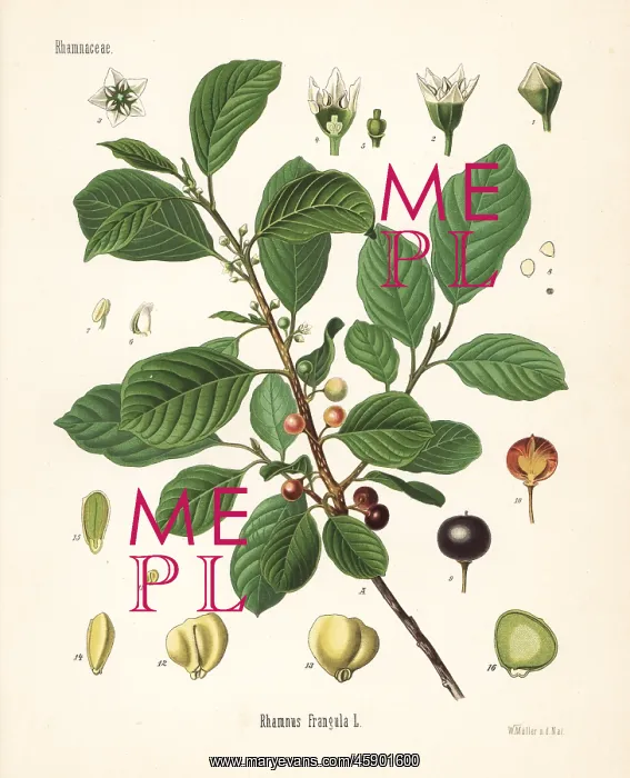 : Alder buckthorn, Frangula alnus : Alder buckthorn, Frangula alnus