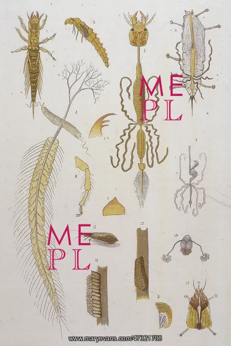  : ALDER FLY. The ALDER or MAY FLY (SIALIS LUTARIA) 11 is the male 14 is the female