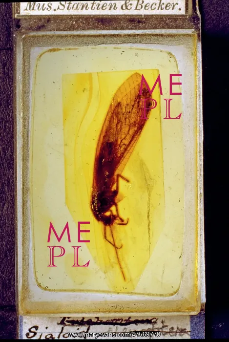 : Alder fly in Baltic amber : Alder fly in Baltic amber