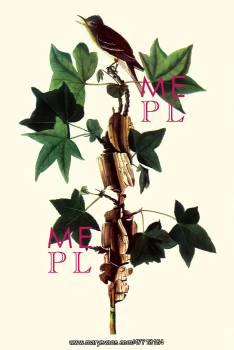 : Alder Flycatcher