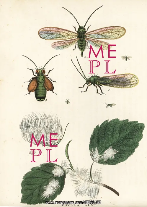 : Alder psylla, Psylla alni : Alder psylla, Psylla alni