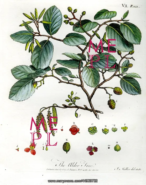  : Alder Tree
