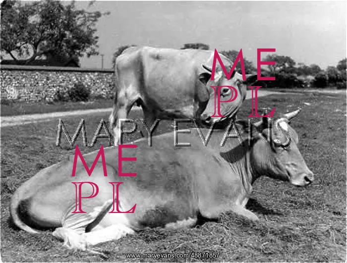  : ALDERNEY HEIFERS