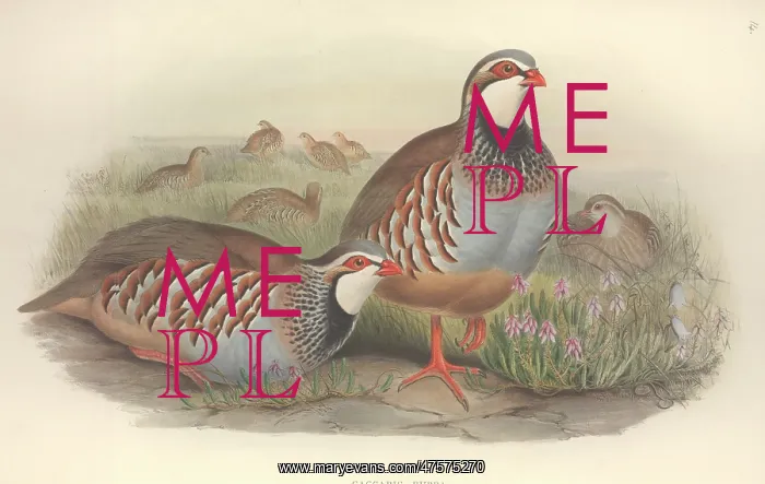 : Alectoris rufa, red-legged partridge : Alectoris rufa, red-legged partridge