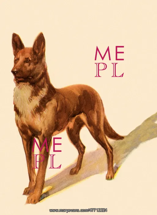  : Alert German Shepherd