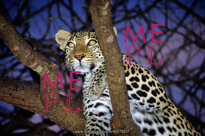 : Alert Opportunistic African Leopard Panthera Pardus : Alert Opportunistic African Leopard Panthera Pardus