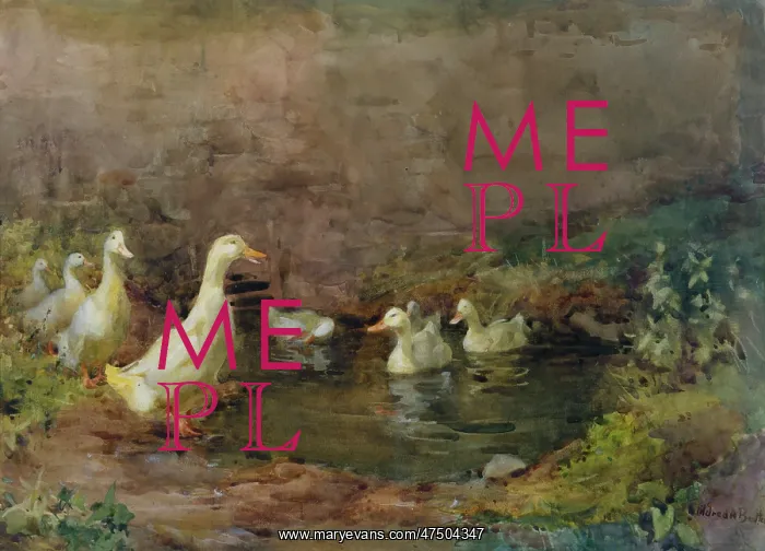 : Alert ' white ducks in a little pond : Alert ' white ducks in a little pond