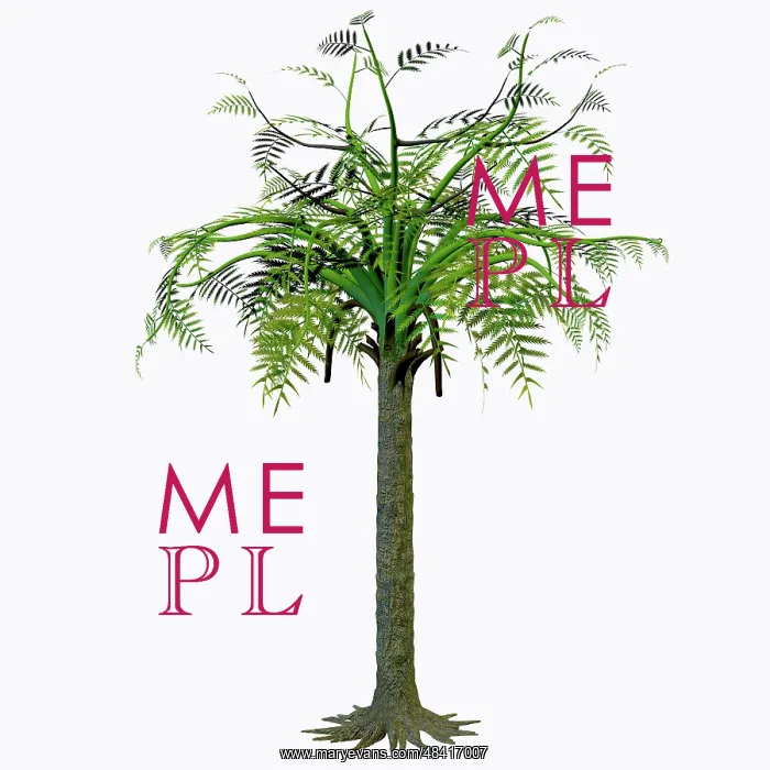 : Alethopteris zeilleri tree on white background : Alethopteris zeilleri tree on white background