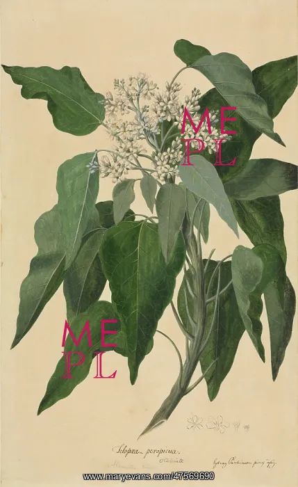 : Aleurites moluccana, candlenut tree : Aleurites moluccana, candlenut tree
