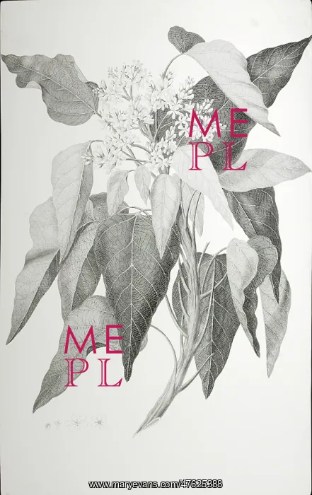 : Aleurites moluccana, candlenut tree : Aleurites moluccana, candlenut tree