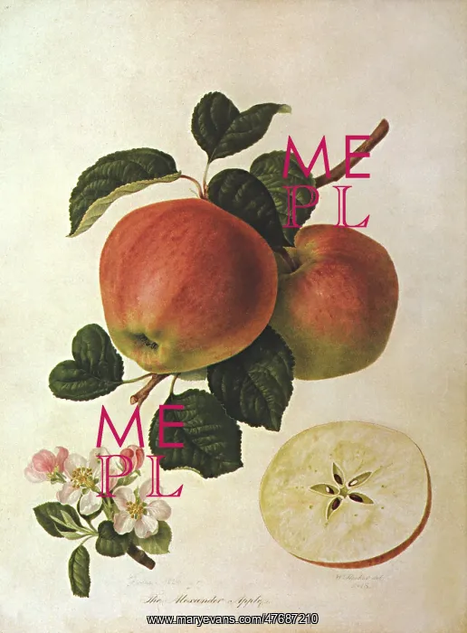  : Alexander Apples