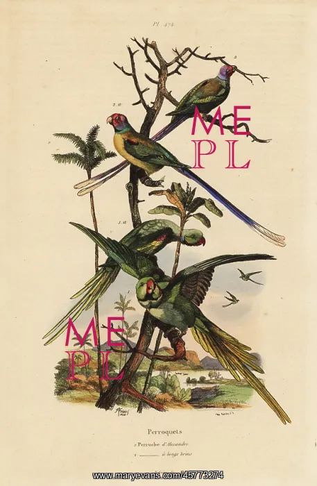 : Alexandrine parakeet, Psittacula eupatria : Alexandrine parakeet, Psittacula eupatria